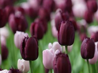 World’s best bulbs and plants